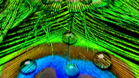 close up or macro of a colorful peacock feather with a drop resting on. the peacock feather full of colors and textures is elegant and decorated.