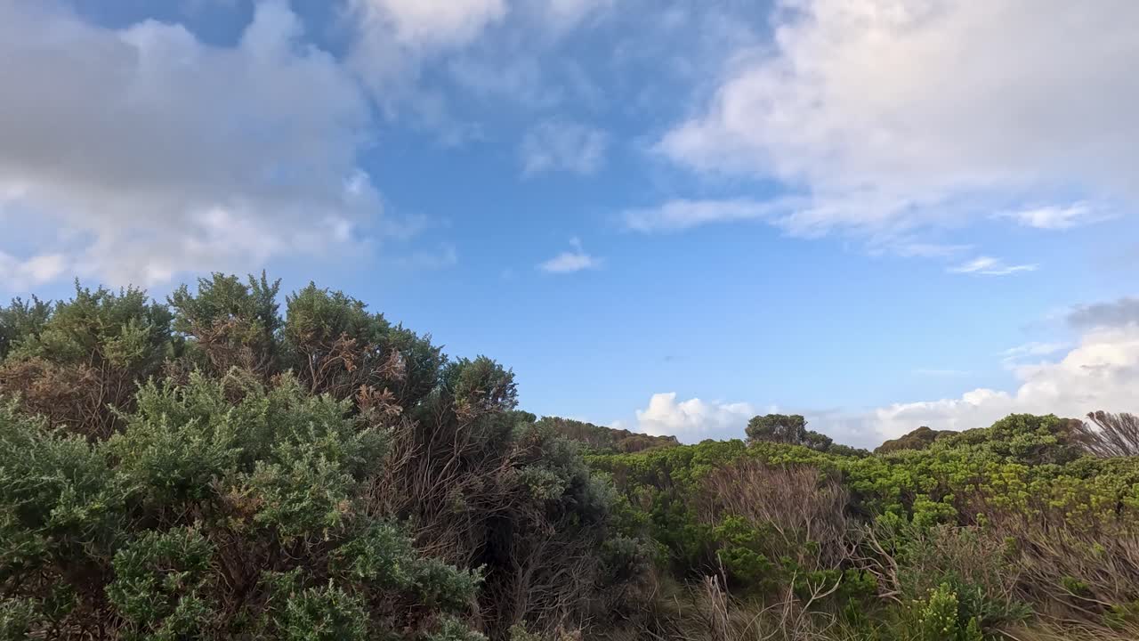 exuberante vegetación bajo un vasto cielo azul