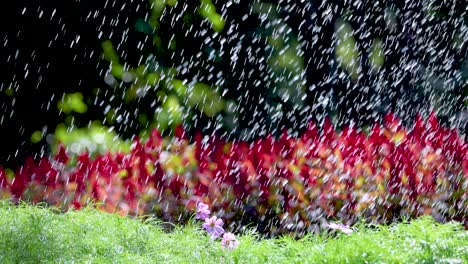 water sprinkler in a garden