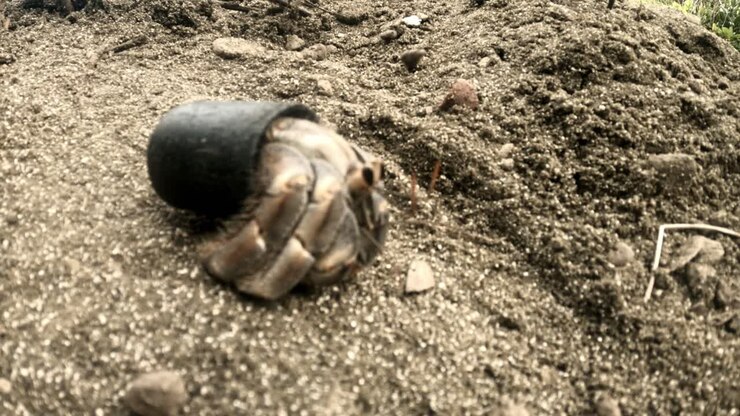 Hermit Crab In Plastic Shell Crawling In The Sand