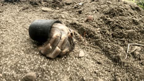 hermit crab in plastic shell crawling in the sand