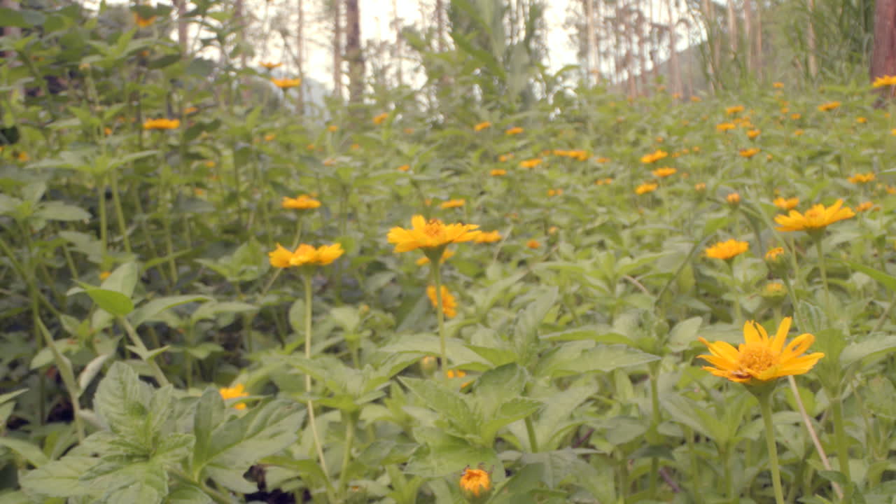 Pullback from Close Up Yellow Daisy Flowers in Forest, Probe Lens