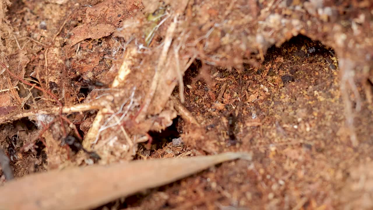 Close-up of termites and ants interacting in a forest nest. Natural lighting highlights the earthy textures and insect activity
