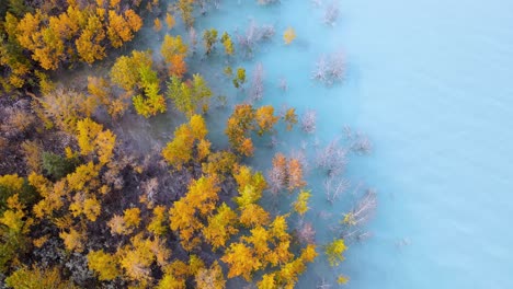 藍色彩色秋季樹木的空中景色