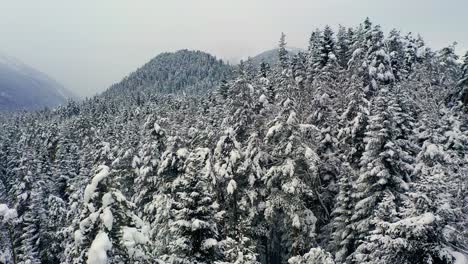 Beautiful-snow-scene-forest-in-winter.-Flying-over-of-pine-trees-covered-with-snow.