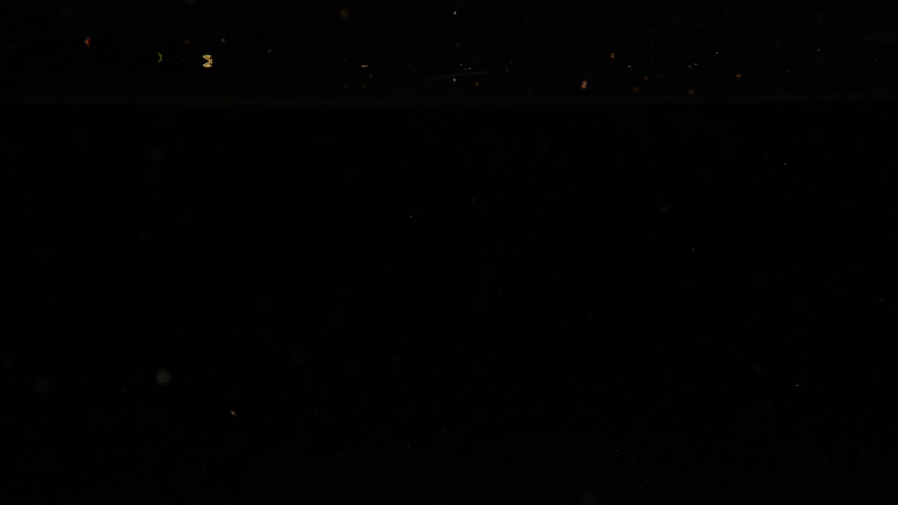 검은색 배경에 물에 신선한 라즈베리 떨어지는 슈퍼 느린 모션