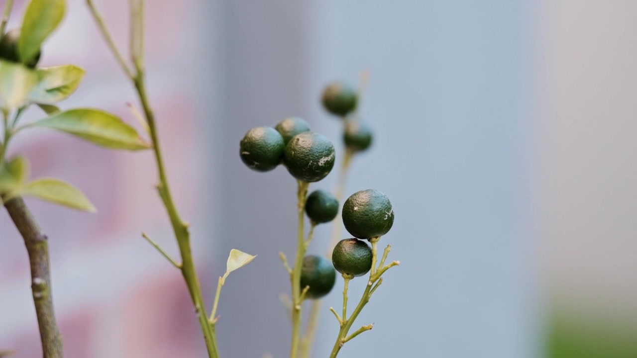 A cluster of tiny limes growing on a tree