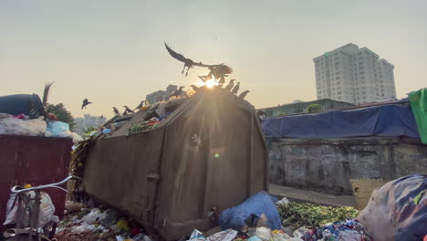 a flock of birds land on a shed over piles of garbage and trash