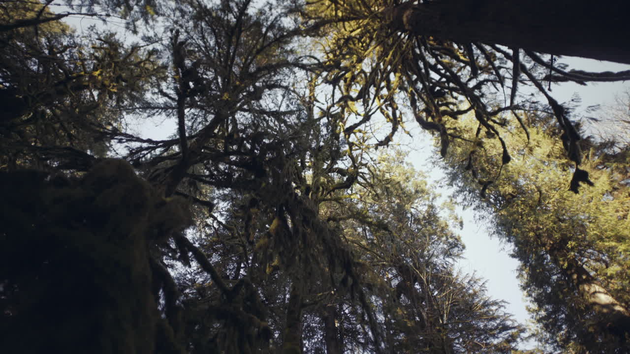 고대 대성당 숲의 이끼로 덮인 어두운 나무 꼭대기 가지의 광각 사진