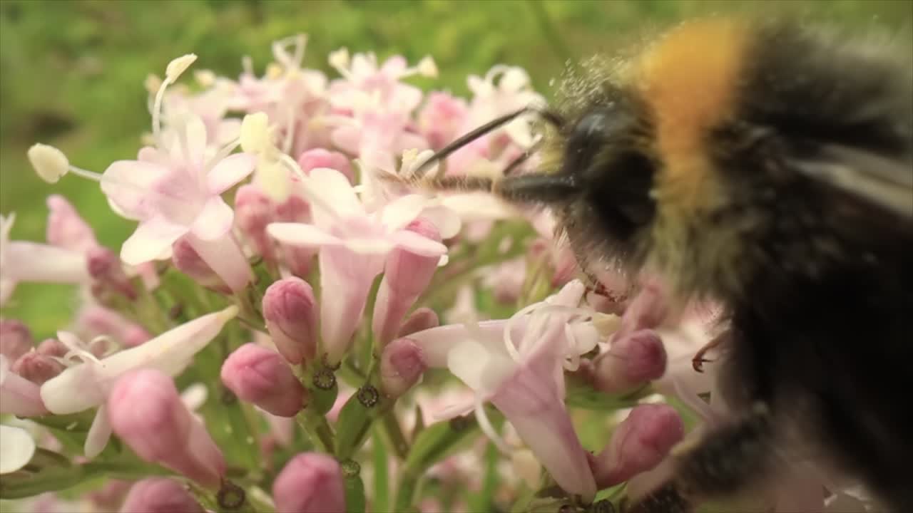 Bumblebee collects nectar from the flower. Close-up macro.