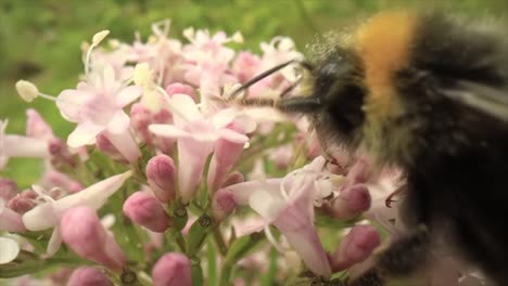 bumblebee collects nectar from the flower. close-up macro.