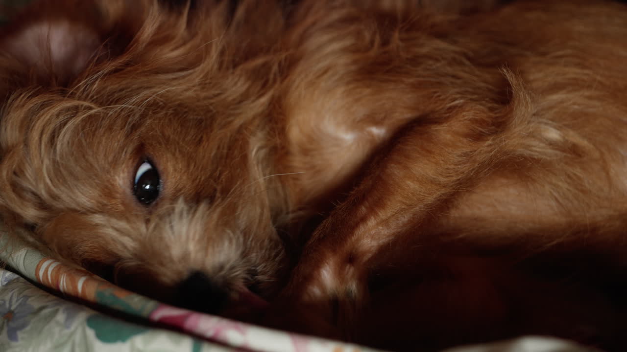 그의 발-1을 핥는 수석 믹스 품종 개