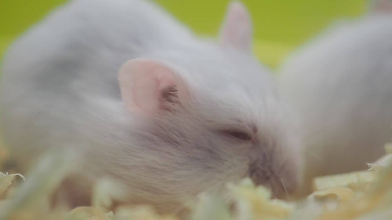 Close-up of a Sleeping White Hamster