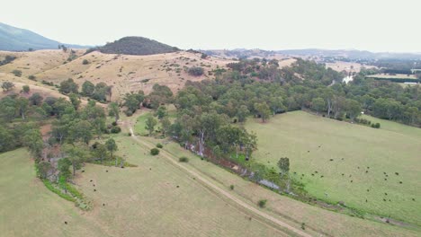 Hill-with-a-copse-of-trees-on-top-near-the-town-of-Eildon,-Victoria,-Australia