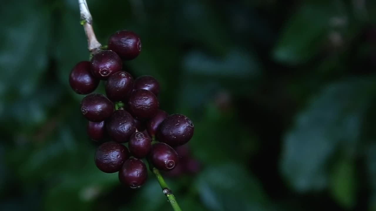 Detailed shot of juicy grapes in vineyard