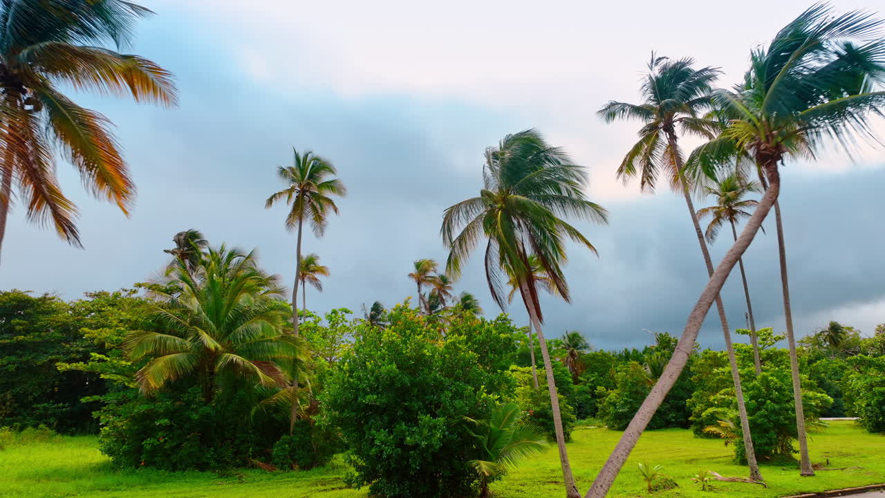 Alberi verdi rigogliosi e palme che crescono a Porto Rico. Volo di drone tra la vegetazione lussureggiante in una giornata nuvolosa e ventosa.