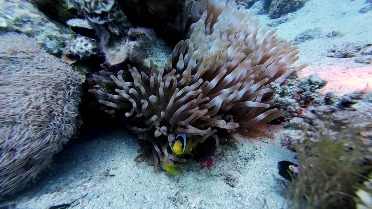 peces blancos y negros se esconden debajo de algas en movimiento rocas de coral coloridas experiencia de buceo en el fondo del océano, perspectiva de buzo submarino en egipto dahab