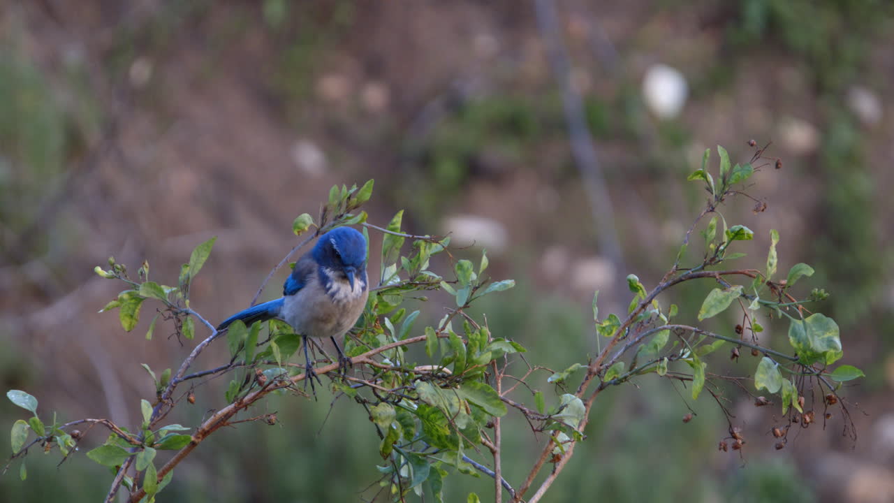 Bluebird perched on a branch in Malibu, California flies away