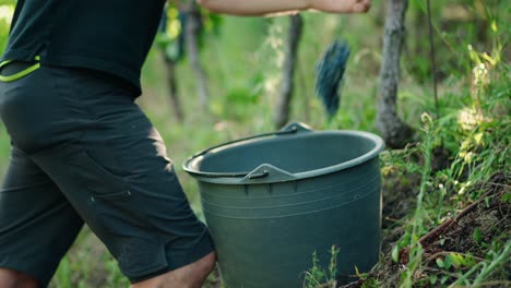 Hands-Cutting-Ripe-Bunch-Of-Red-Grapes-In-Vineyard-Falling-into-Bucket