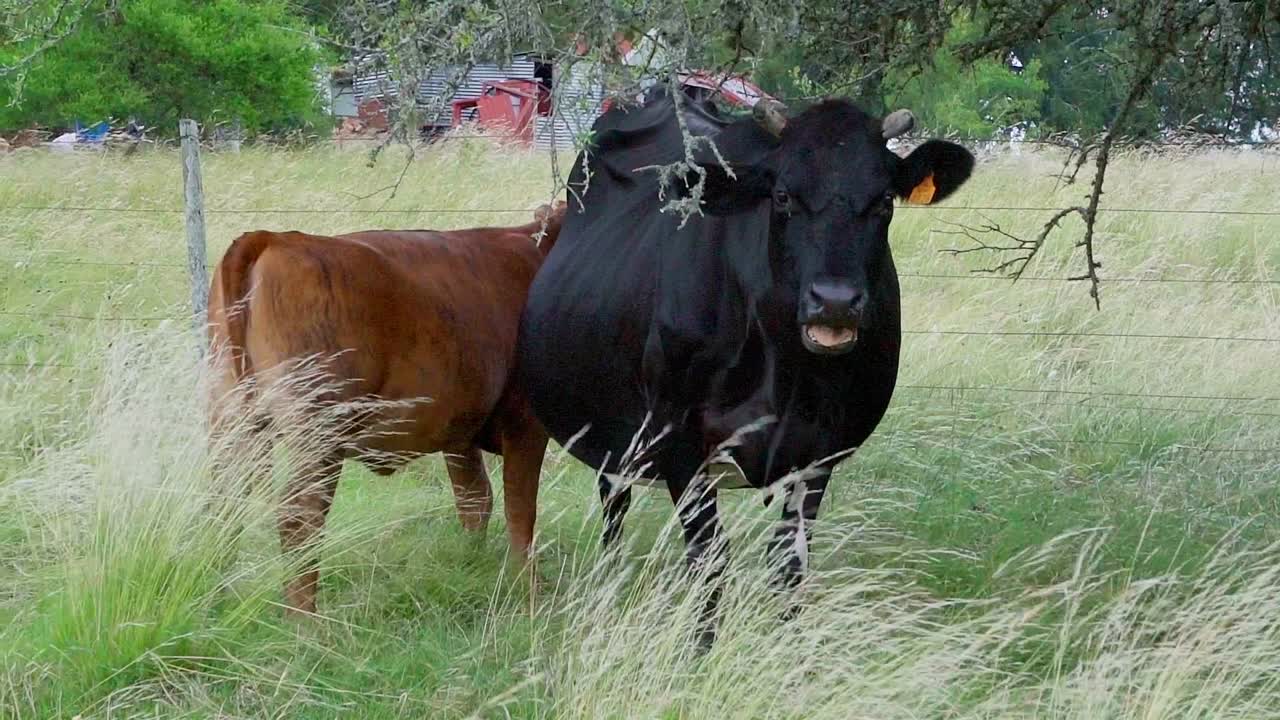 Calf standing next to its mother a diary cow on a natural pasture under a tree, chewing, in Uruguay