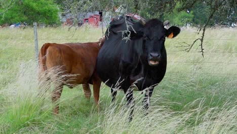 Kalb-Neben-Seiner-Mutter-Eine-Milchkuh-Auf-Einer-Naturweide-Unter-Einem-Baum,-Kauend,-In-Uruguay