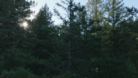 antena de drones de un paisaje de árboles con el sol asomándose mientras la cámara se eleva en el sur del estado de washington