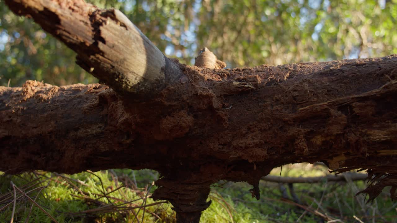 숲 전경에 누워 썩어가는 나무 줄기