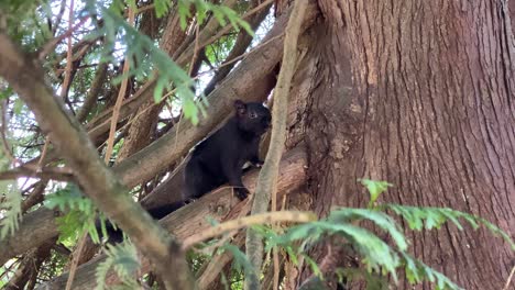Black-squirrel-wandering-around-the-branches-of-a-tree-in-the-outdoor,-melanistic-subgroup-with-dark-coloration-on-fur