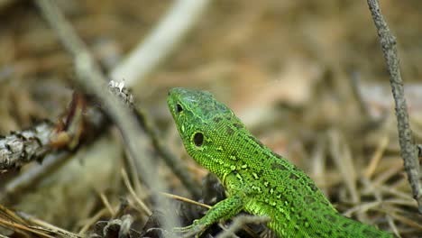 Green-lizard-is-standing-in-his-natural-environment-and-observing-his-surroundings