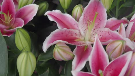 close-up of pink lilies
