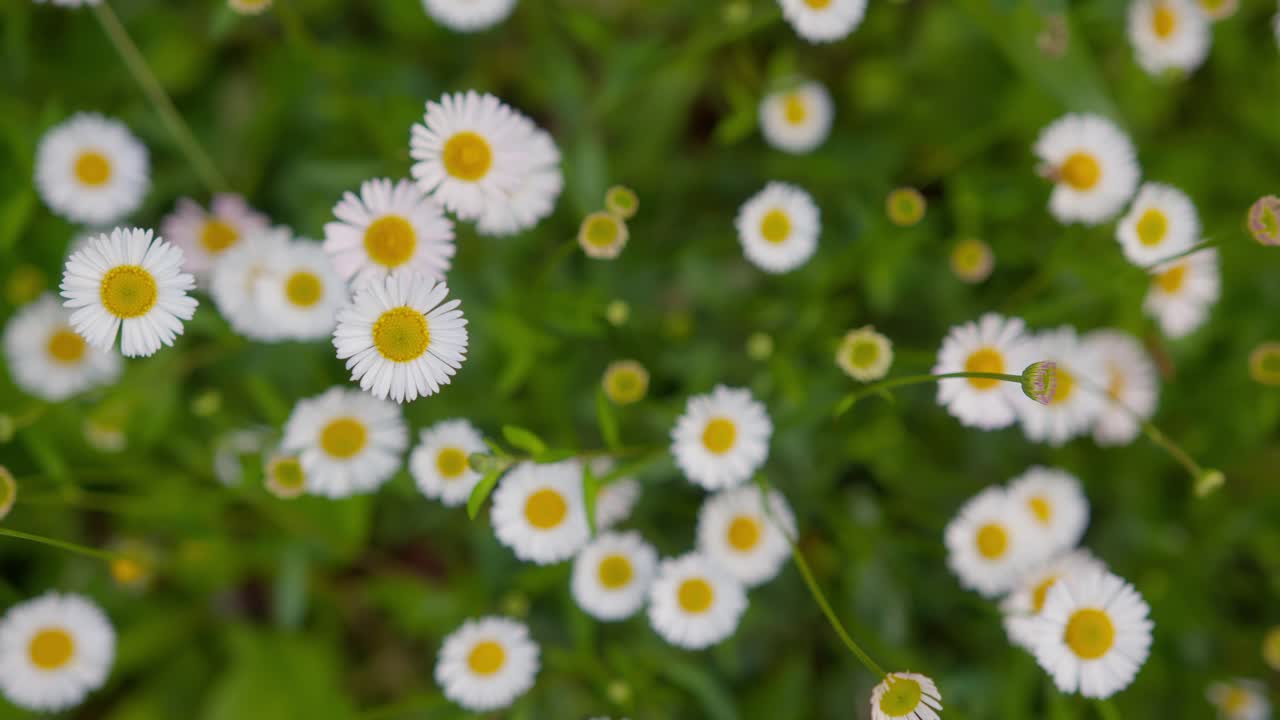 Handheld moving shot weaving through sea of common daisy flowers in vibrant garden at Lake Como, Italy (Lago di Como, Italia)