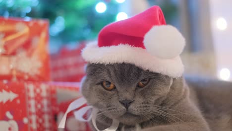 Funny Sleepy Scottish Gray Cat in a Santa Costume Resting on the Background of a Christmas Tree Funny Sleepy Scottish Gray Cat in a Santa Costume Resting on the Background of a Christmas Tree with Presents Christmas and New Year Mood at Home with Pets Concept of Happiness Love for Pets