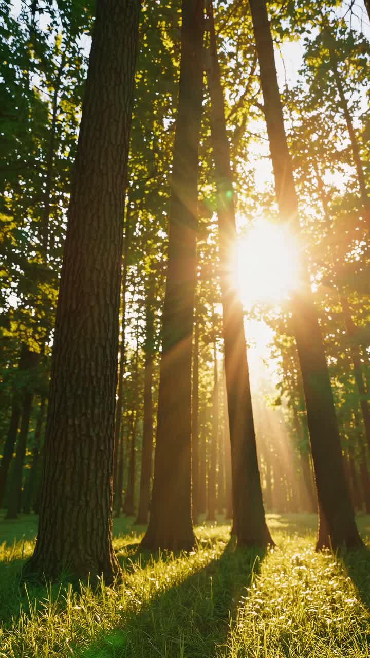 Sunlight filters through tall trees in a forest, captured from a low-angle, creating a serene