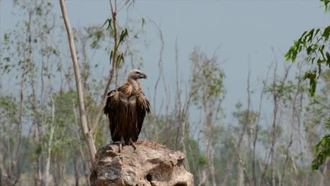 the himalayan griffon vulture is near threatened due to toxic food source and habitat loss