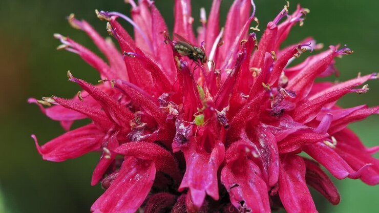 Insekt på vakker beebalm-blomst. Nærbilde