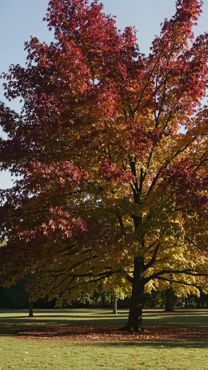 A vibrant autumn tree with red and yellow leaves captured from a low angle, perfect