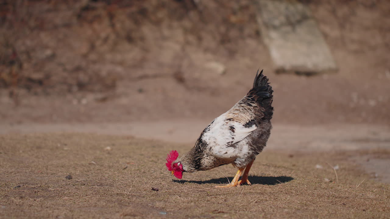 gallo doméstico gris de pasto libre, pollo que come granos, picoteando hierba amarilla en la granja ecológica, vida silvestre