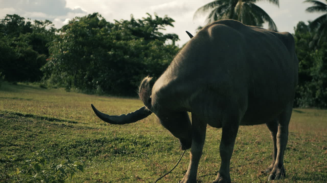 에서 풀 을 고 있는 물 버팔로