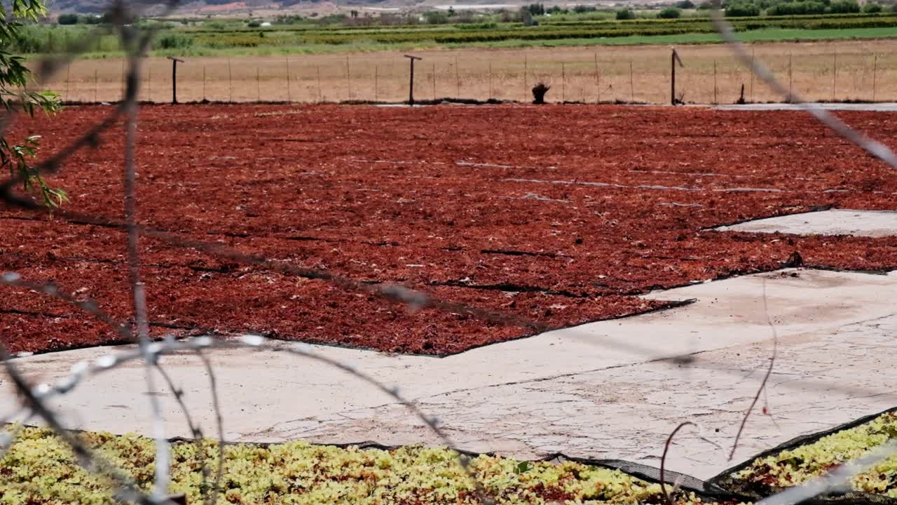 Vast amounts of grapes are dried on a large concrete slab, in the hot dry sun of the Northern Cape to make raisins in South Africa