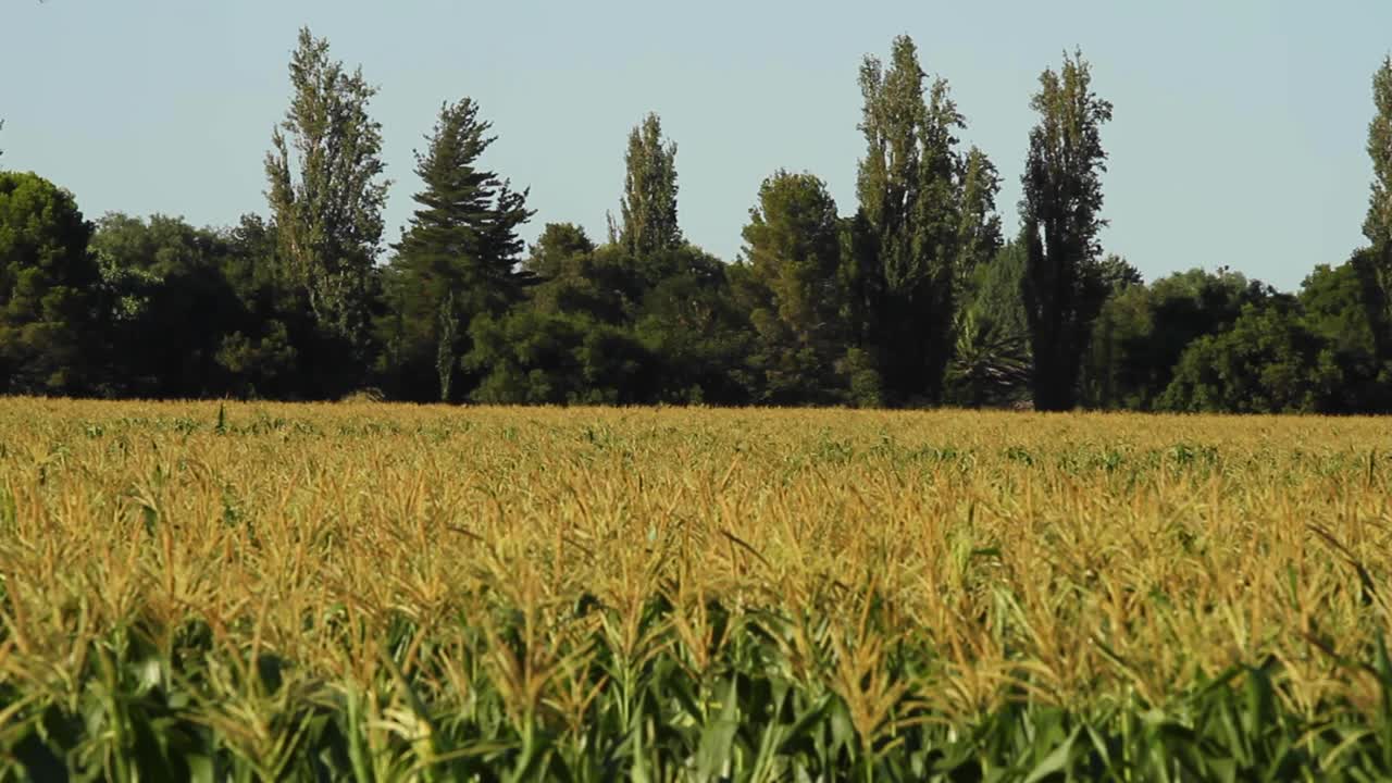 maizales o campos de maíz en la región de cultivo de maíz