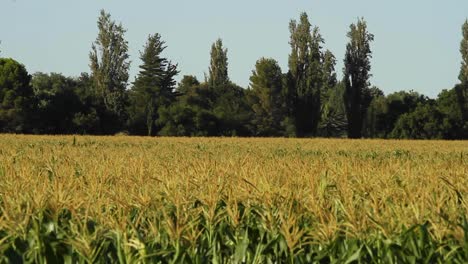 Maizales-O-Campos-De-Maíz-En-La-Región-De-Cultivo-De-Maíz