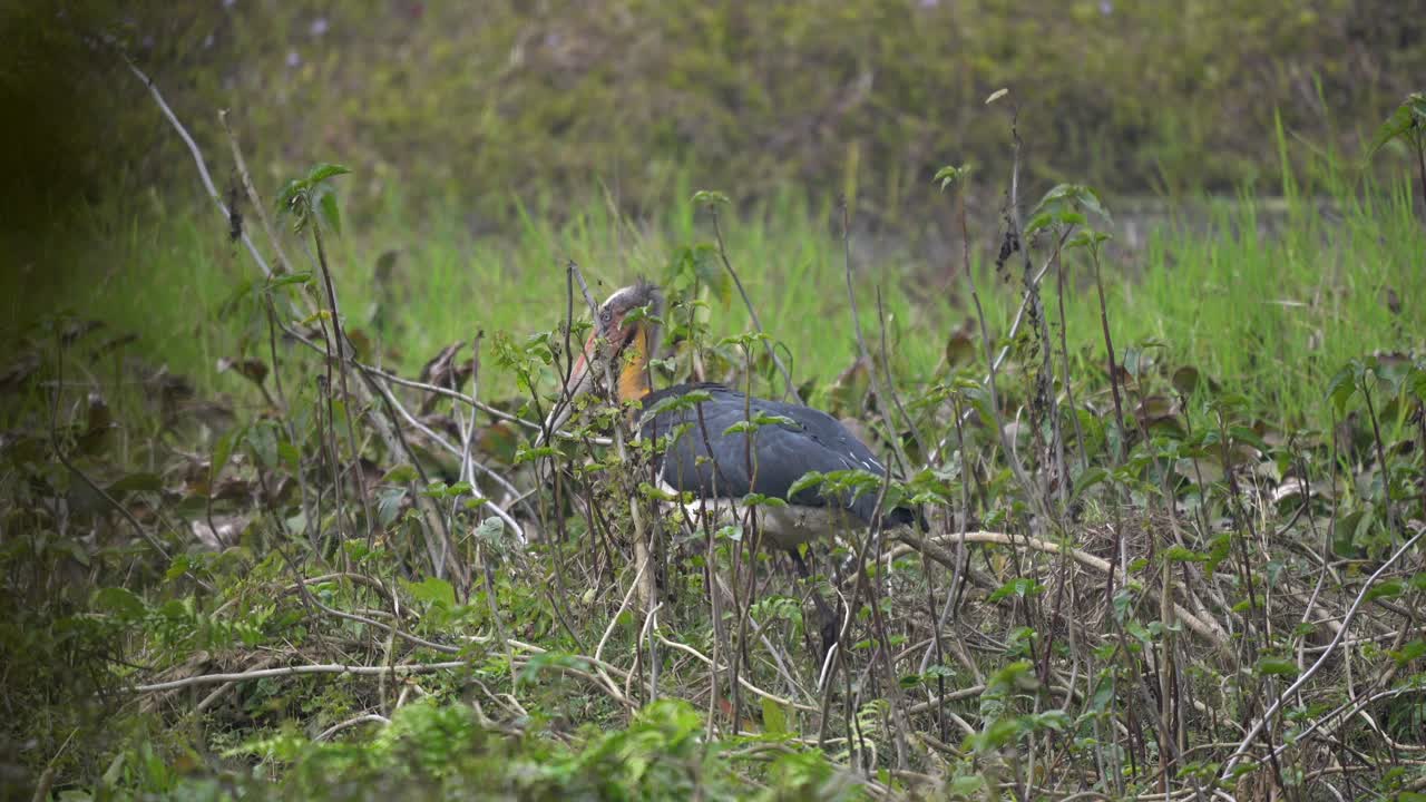 una cigüeña ayudante menor caminando en la hierba alta del pantano y palos