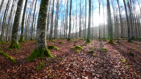 Imágenes-De-Drones-Fpv-En-Un-Bosque-En-Otoño,-El-Suelo-Está-Lleno-De-Hojas-Marrones-Secas-Que-Se-Destacan-Contra-El-Musgo-Y-La-Vegetación-Verde