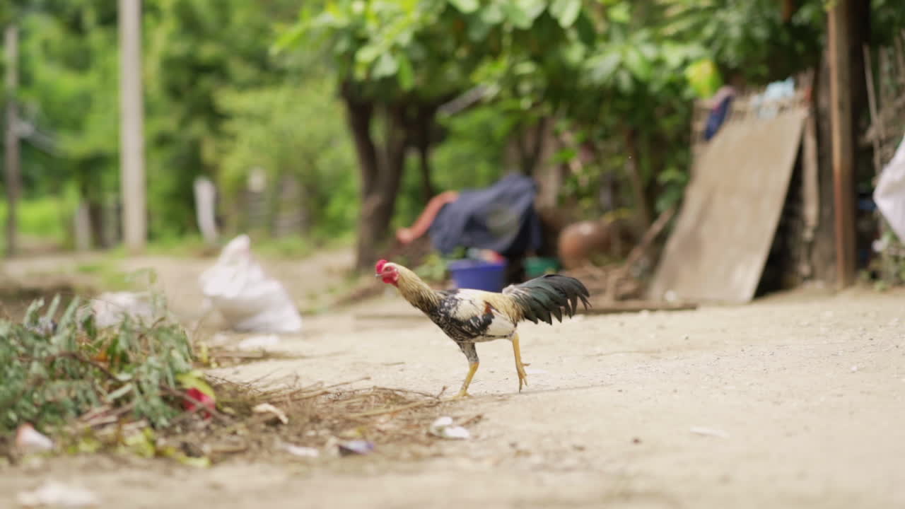 gallo pasando el camino en un pueblo pobre cerca de mandalay