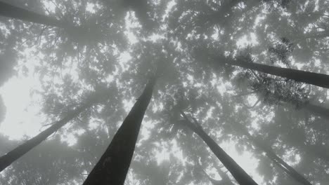 looking up at shadowy, misty dramatic dense taiwan mountain woodland forest tree canopy