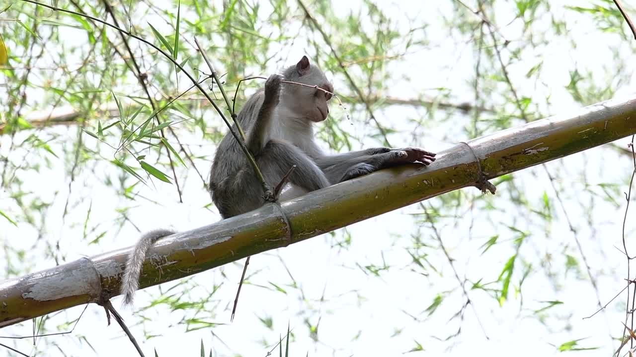The Long-tailed Macaques are the easiest monkeys to find in Thailand as they are present at temple complexes, national parks, and even villages and cities; it is also called the Crab-eating Macaque