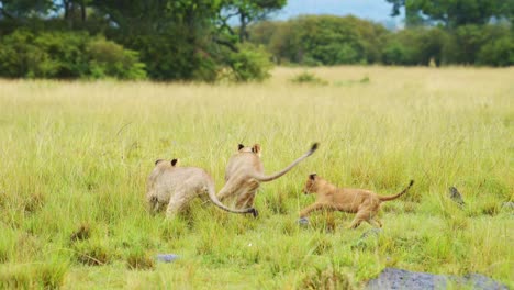 playful young lion cubs play fighting, chasing each other across the plains of masai mara north conservancy, african wildlife in maasai mara national reserve, kenya