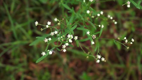 Parthenium-Ist-Eine-Giftige-Pflanze-Mit-Einer-Vielzahl-Von-Krankheiten,-Die-Aus-Blütenmolekülen-Entstehen