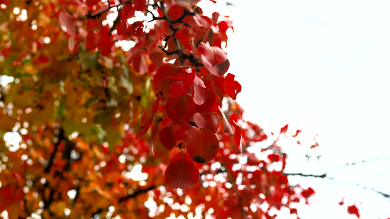 가을 하늘 아래 바람에 흔들리는 가지에 은 사과 잎.