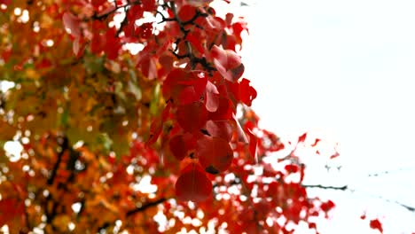hojas de manzana rojas en una rama balanceándose en el viento bajo el cielo de otoño.